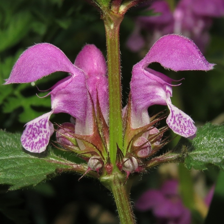 Image of Lamium maculatum specimen.