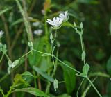 Cerastium davuricum. Верхушка цветущего побега. Пермский край, Верещагинский р-н, окр. дер. Усть-Сепыч, долина р. Лысьва, заросли на высоком берегу. 7 июля 2018 г.