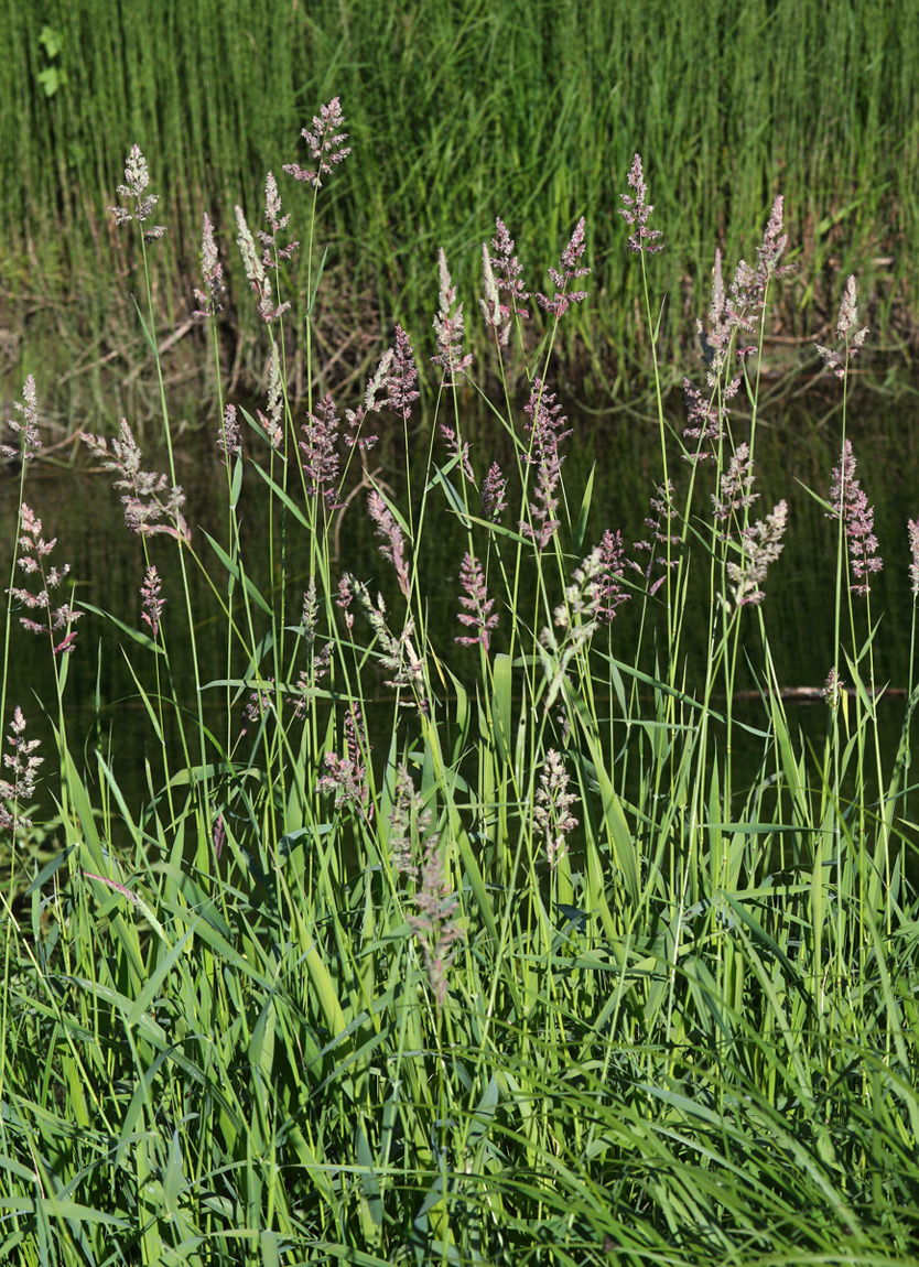 Изображение особи Phalaroides arundinacea.