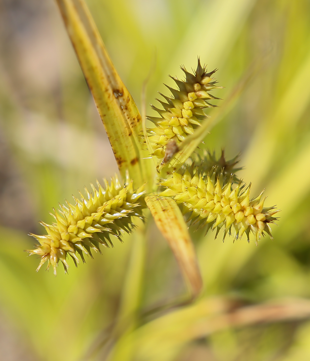 Image of Carex pseudocyperus specimen.