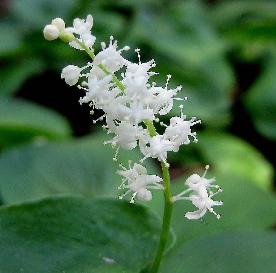 Изображение особи Maianthemum bifolium.