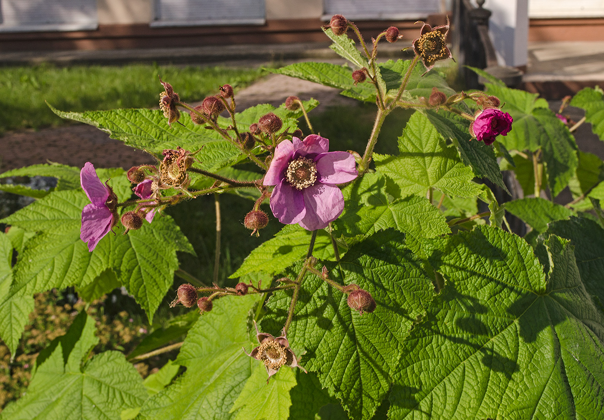 Изображение особи Rubus odoratus.