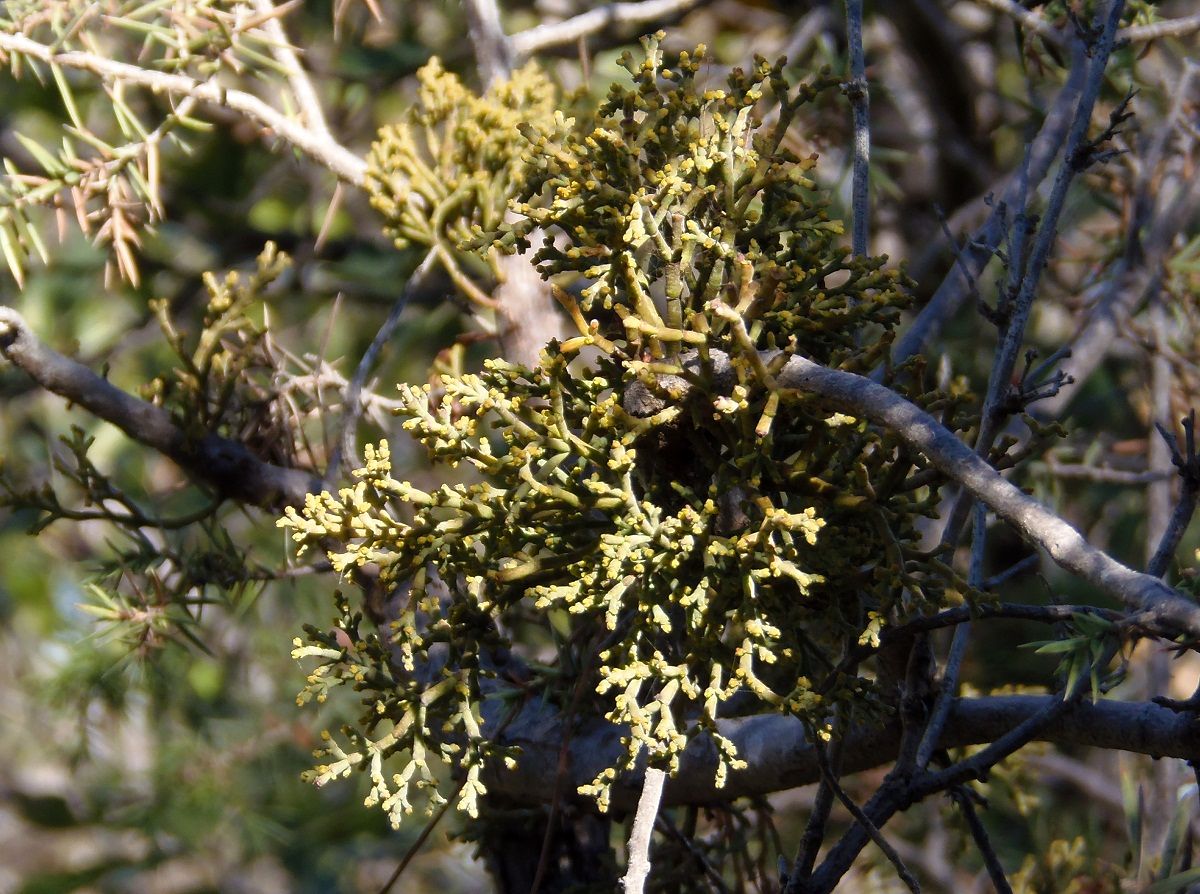 Изображение особи Arceuthobium oxycedri.