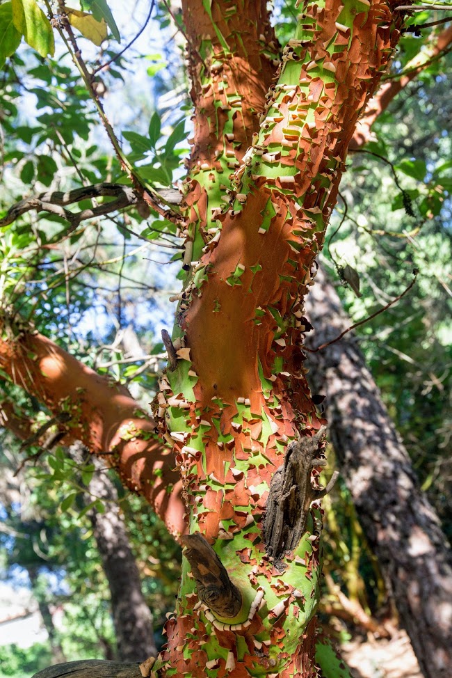 Изображение особи Arbutus andrachne.