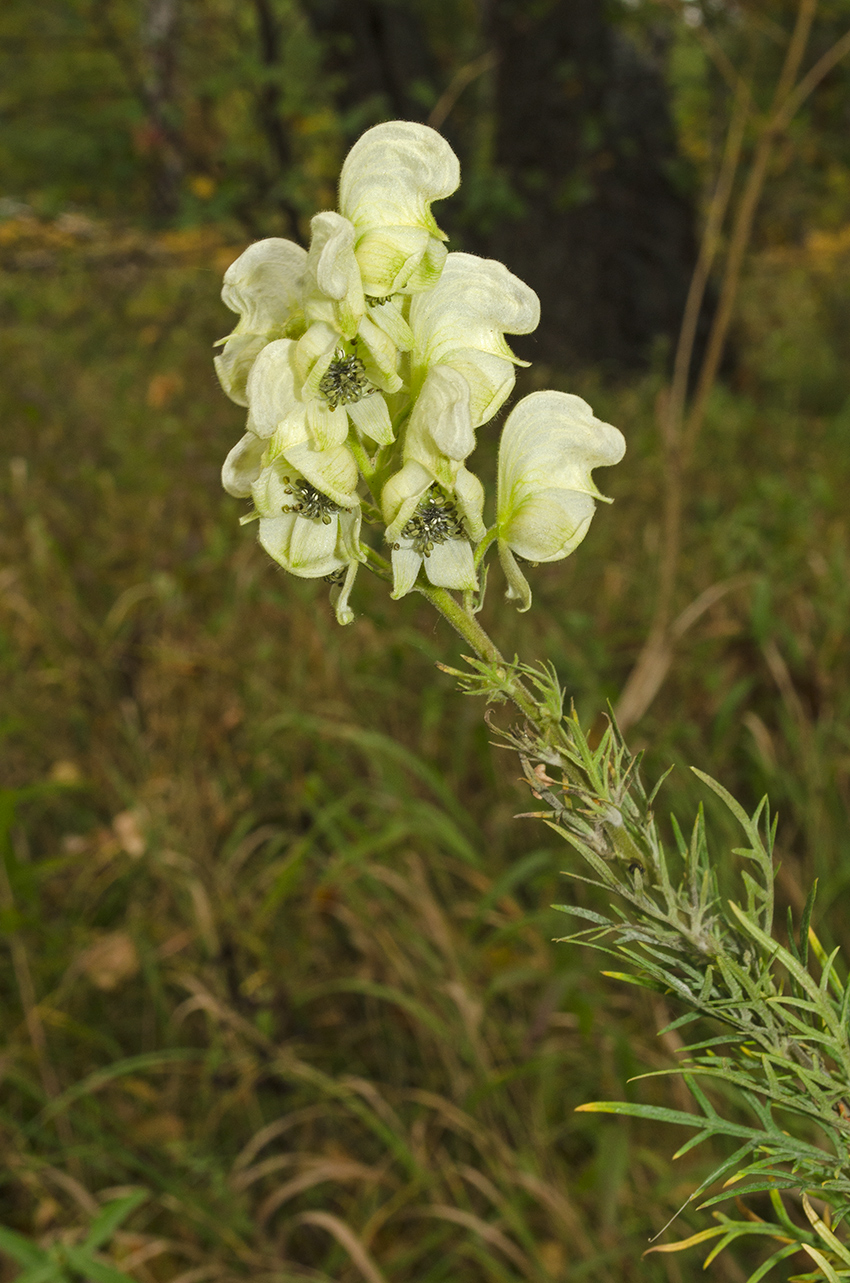 Image of Aconitum nemorosum specimen.