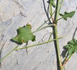 Image of taxon representative. Author is Александр Лебедев