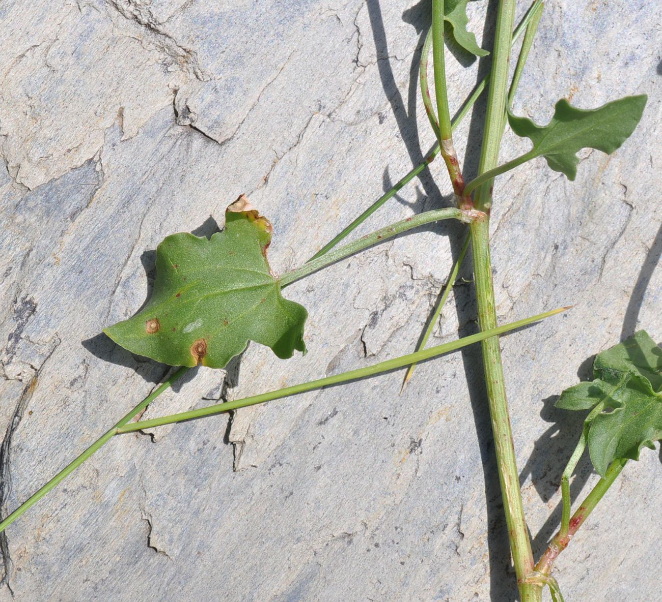 Изображение особи Rumex hastifolius.