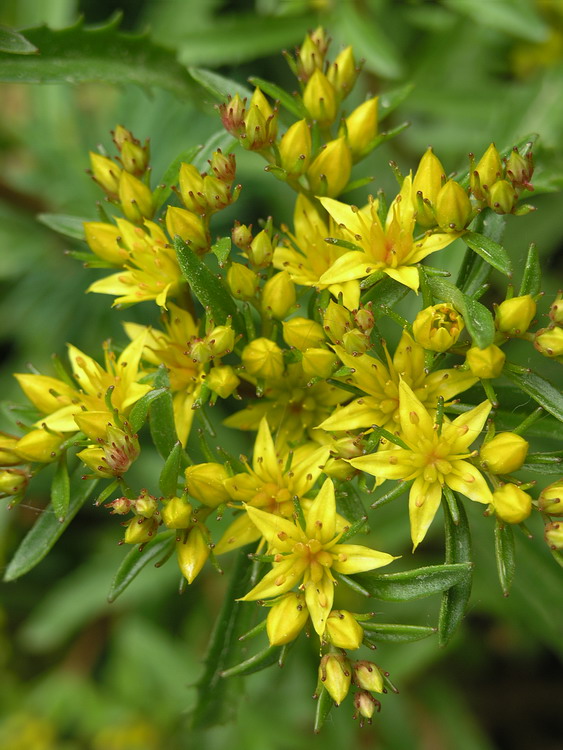 Image of Aizopsis hybrida specimen.