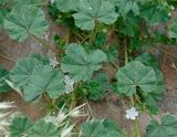 Malva neglecta