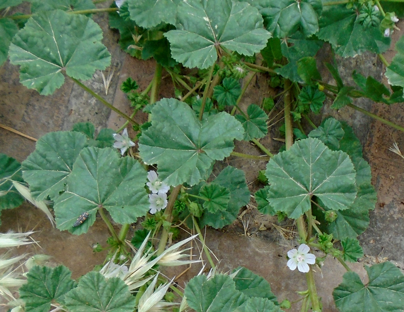 Image of Malva neglecta specimen.