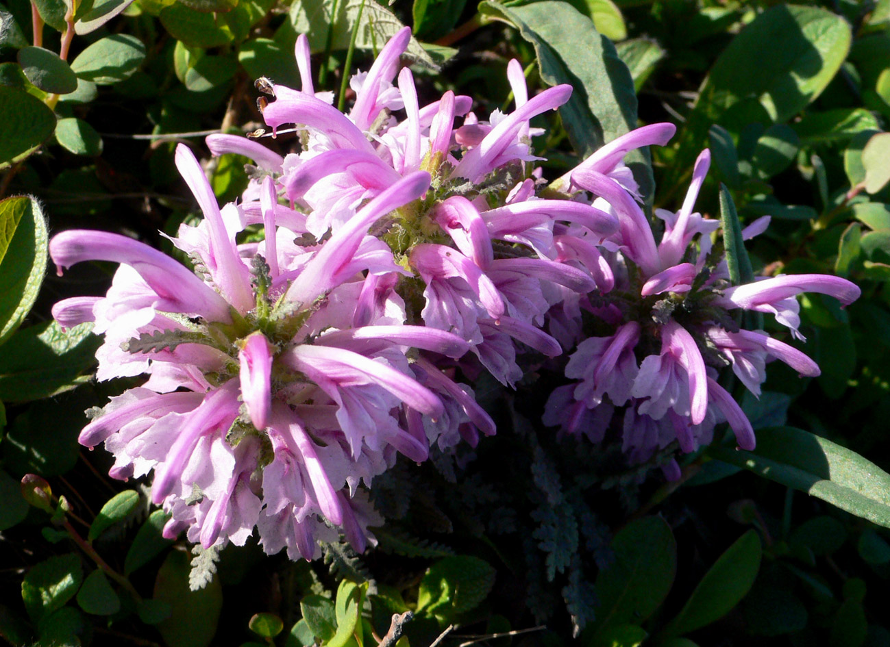 Image of genus Pedicularis specimen.