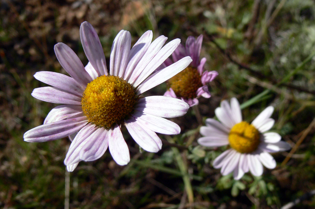 Image of Chrysanthemum zawadskii specimen.