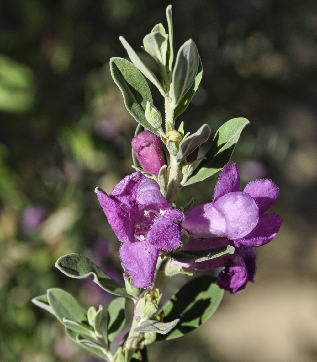 Image of genus Leucophyllum specimen.