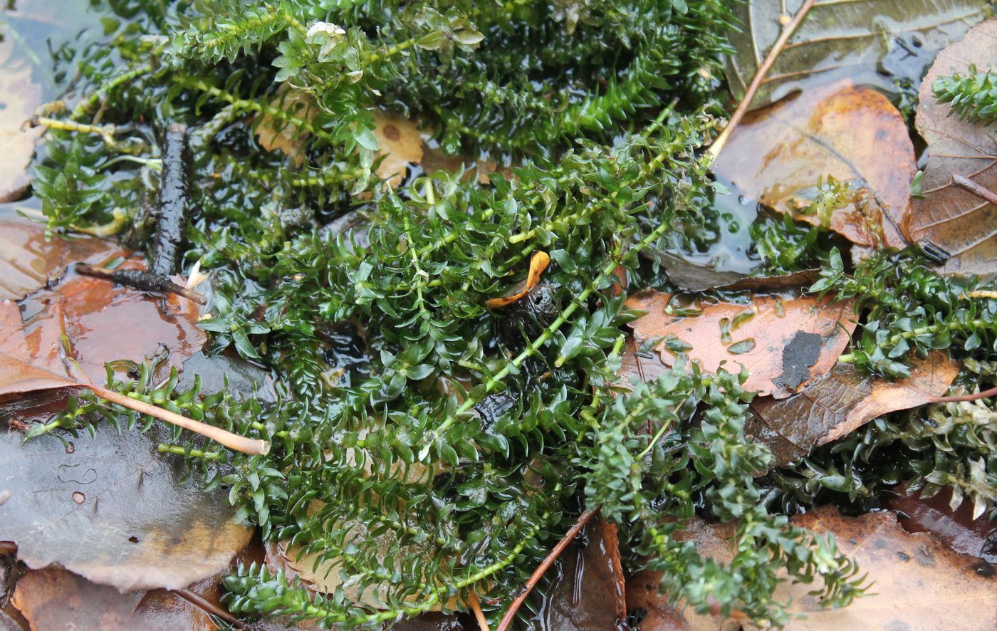 Изображение особи Elodea canadensis.