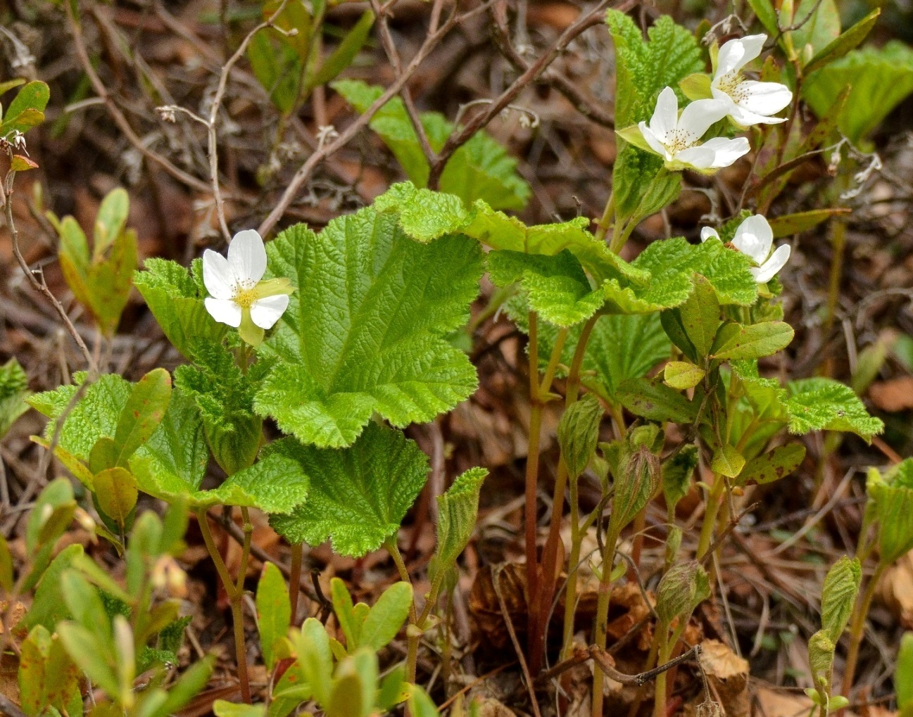 Изображение особи Rubus chamaemorus.