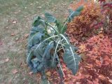 Brassica oleracea разновидность viridis. Вегетирующее растение во время заморозка. Тверская обл., г. Тверь, Городской сад, клумба. 13 ноября 2018 г.
