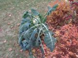 Brassica oleracea variety viridis