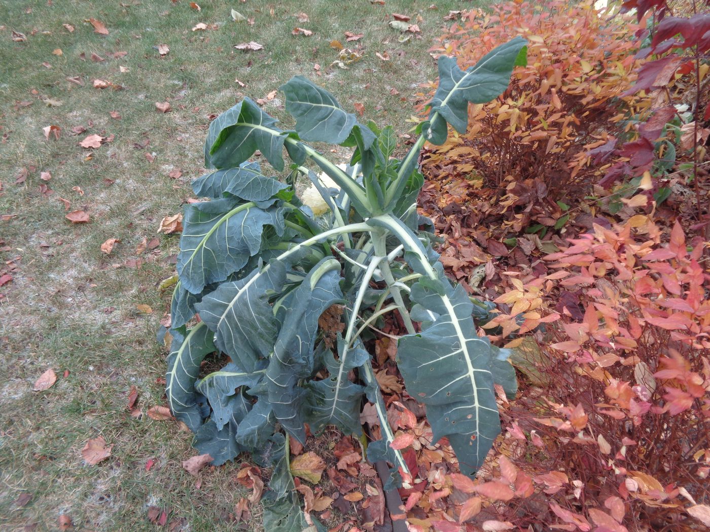 Image of Brassica oleracea var. viridis specimen.