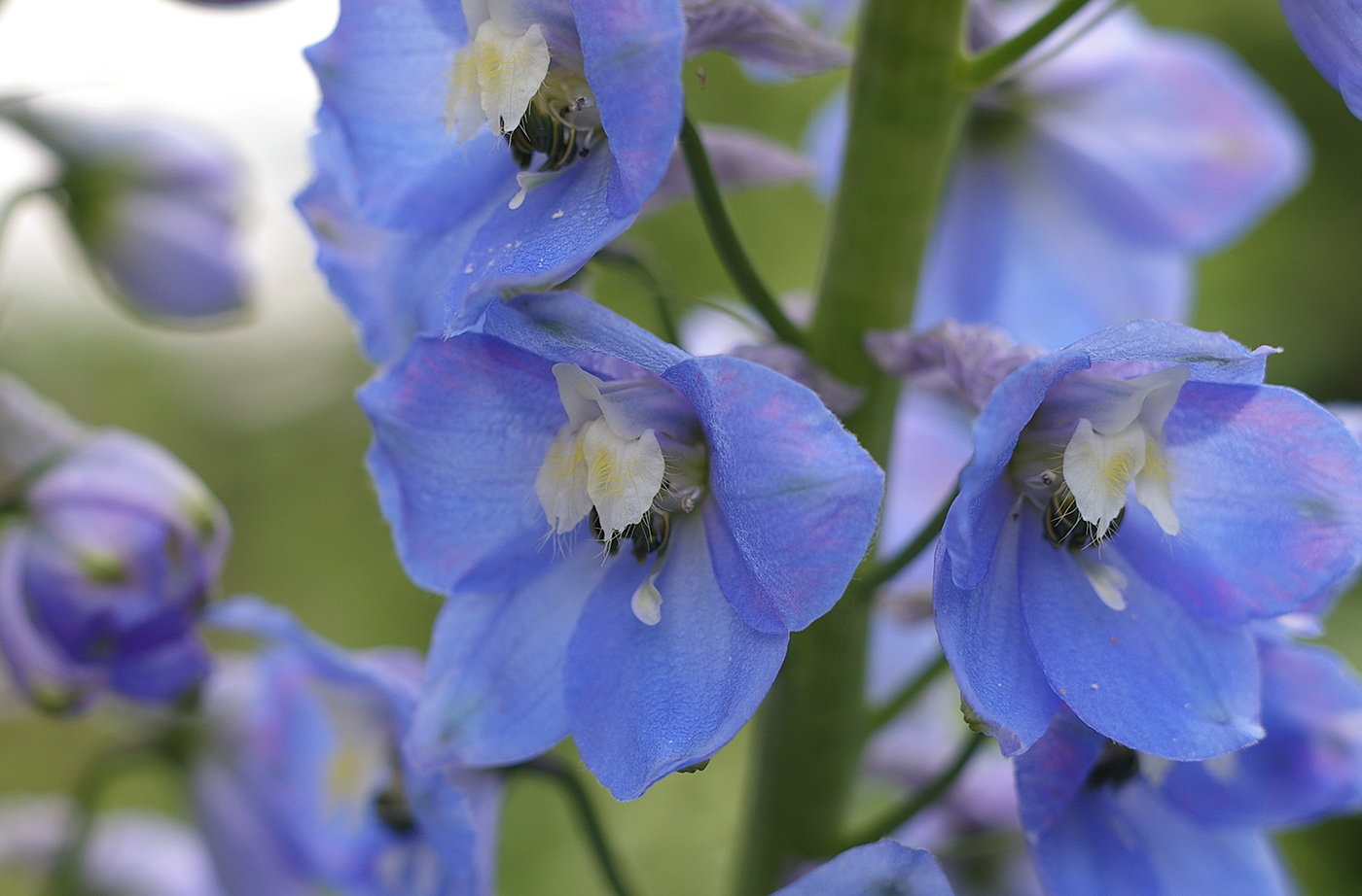 Изображение особи Delphinium &times; phoeniceum.