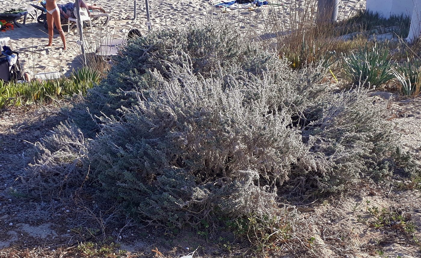 Image of Atriplex semibaccata specimen.