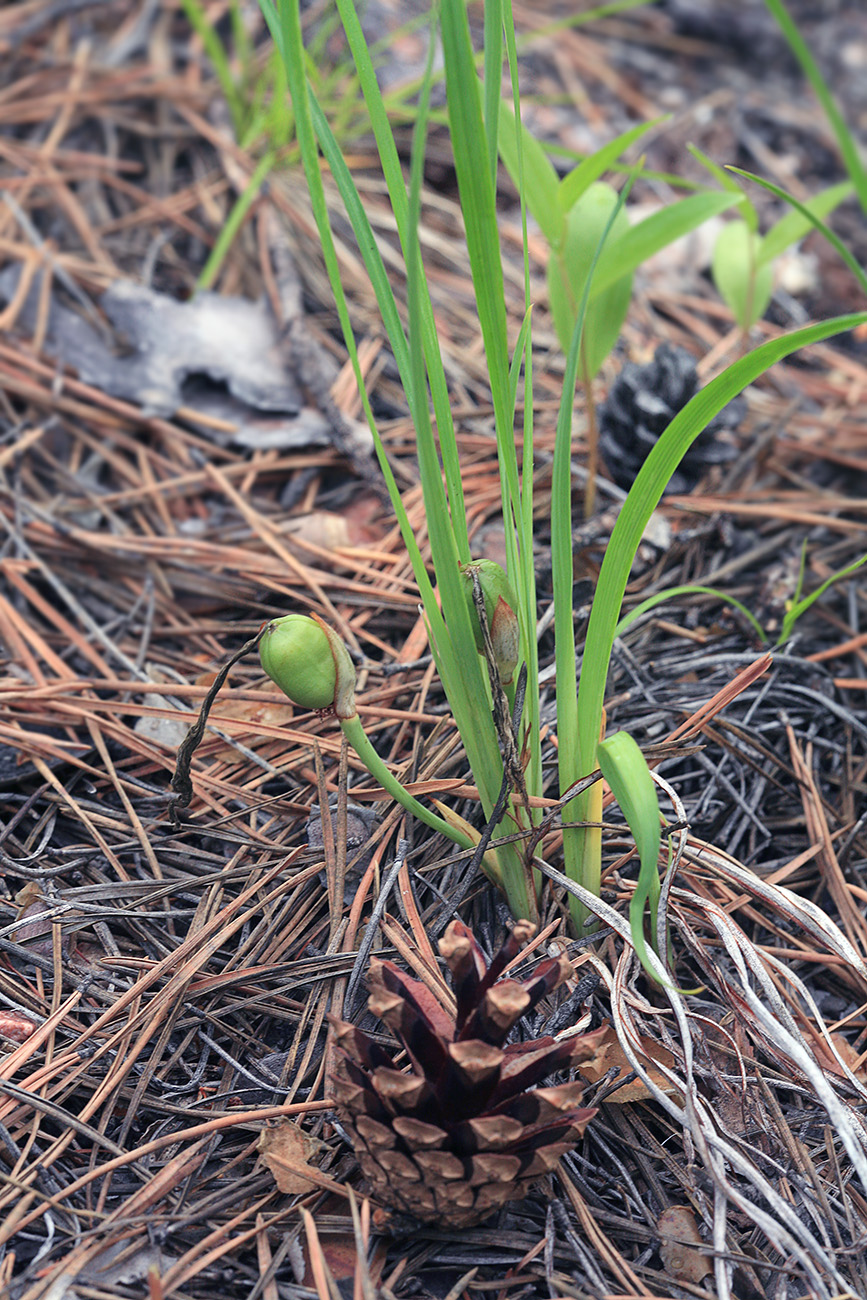 Image of Iris uniflora specimen.