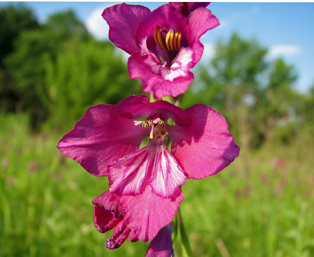 Изображение особи Gladiolus tenuis.