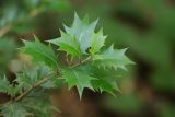 Osmanthus heterophyllus. Верхушка побега. Краснодарский край, г. Сочи, Лазаревский р-н, сан. \"Белые Ночи\", в культуре. 08.08.2018.