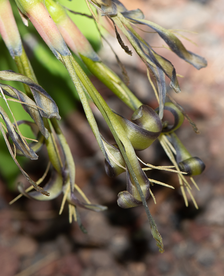 Image of Billbergia nutans specimen.