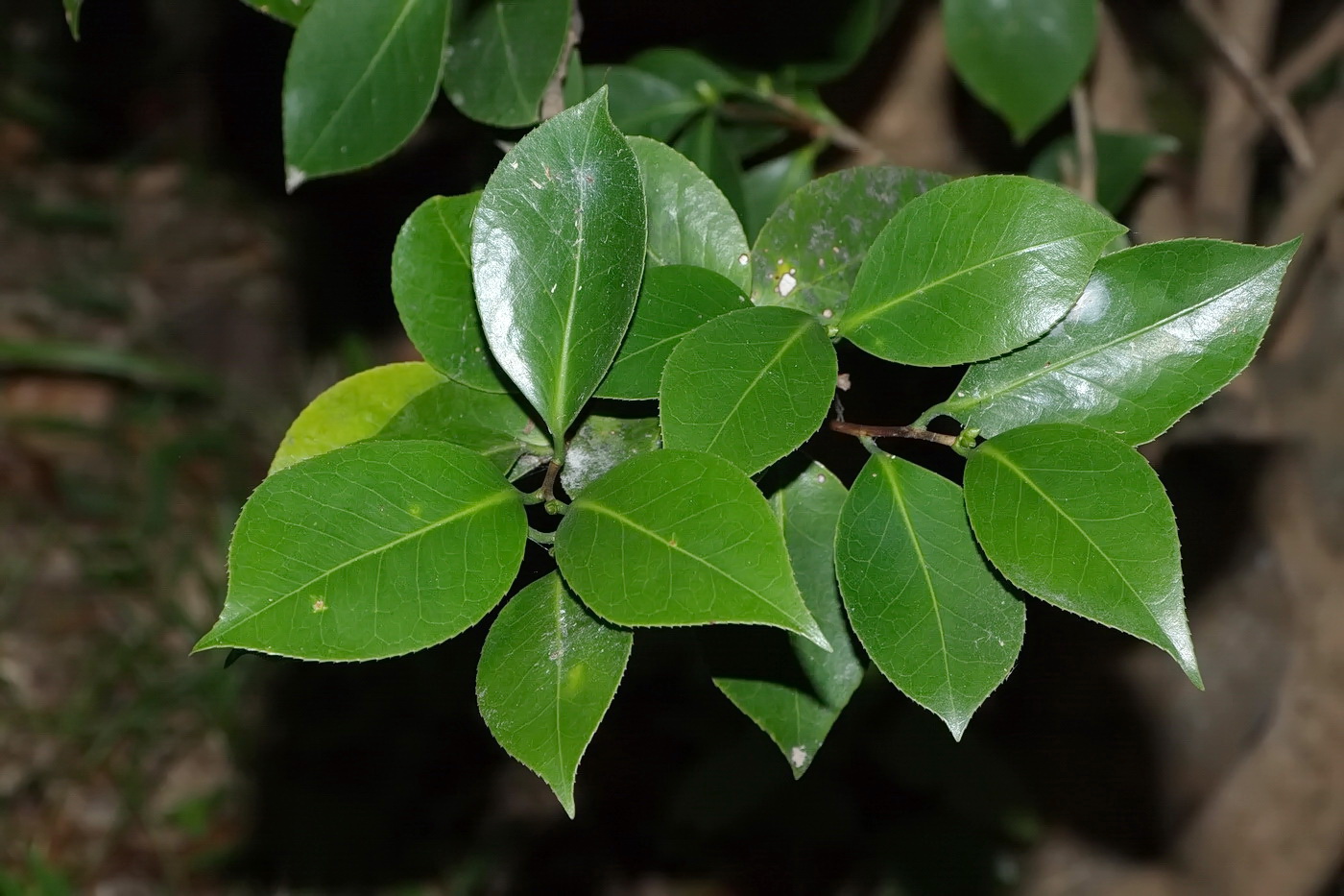 Изображение особи Camellia japonica.