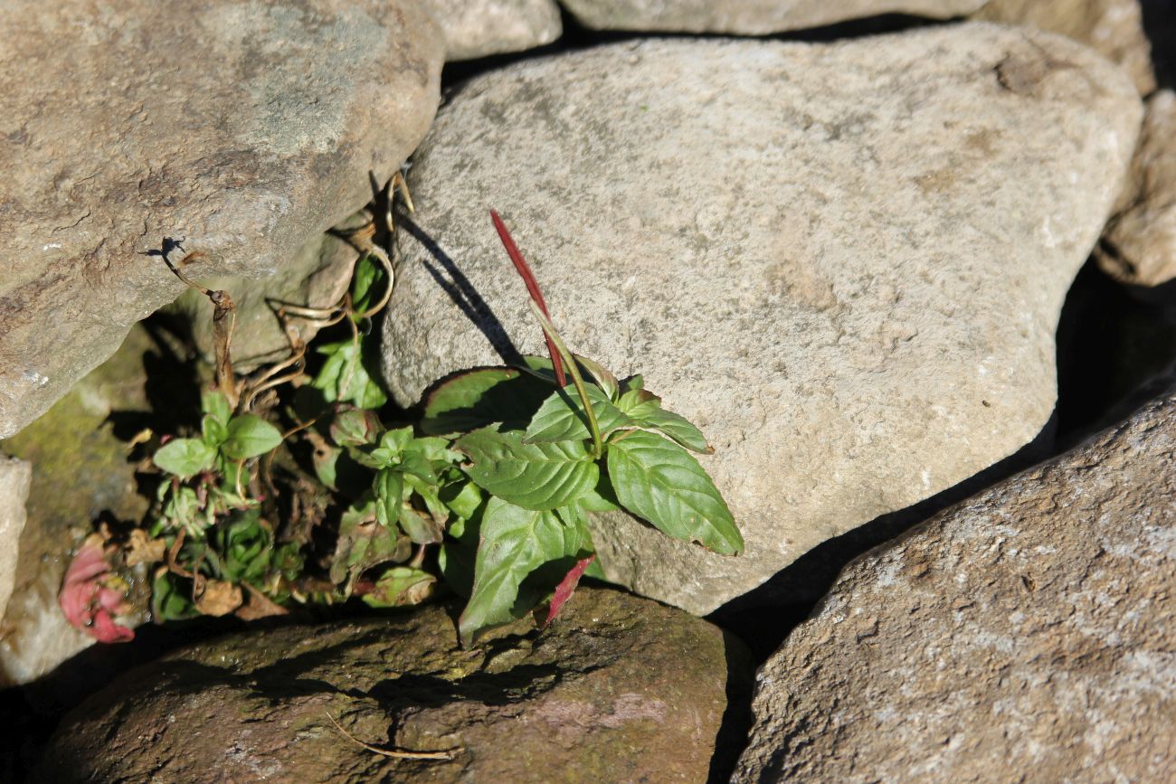 Изображение особи род Epilobium.