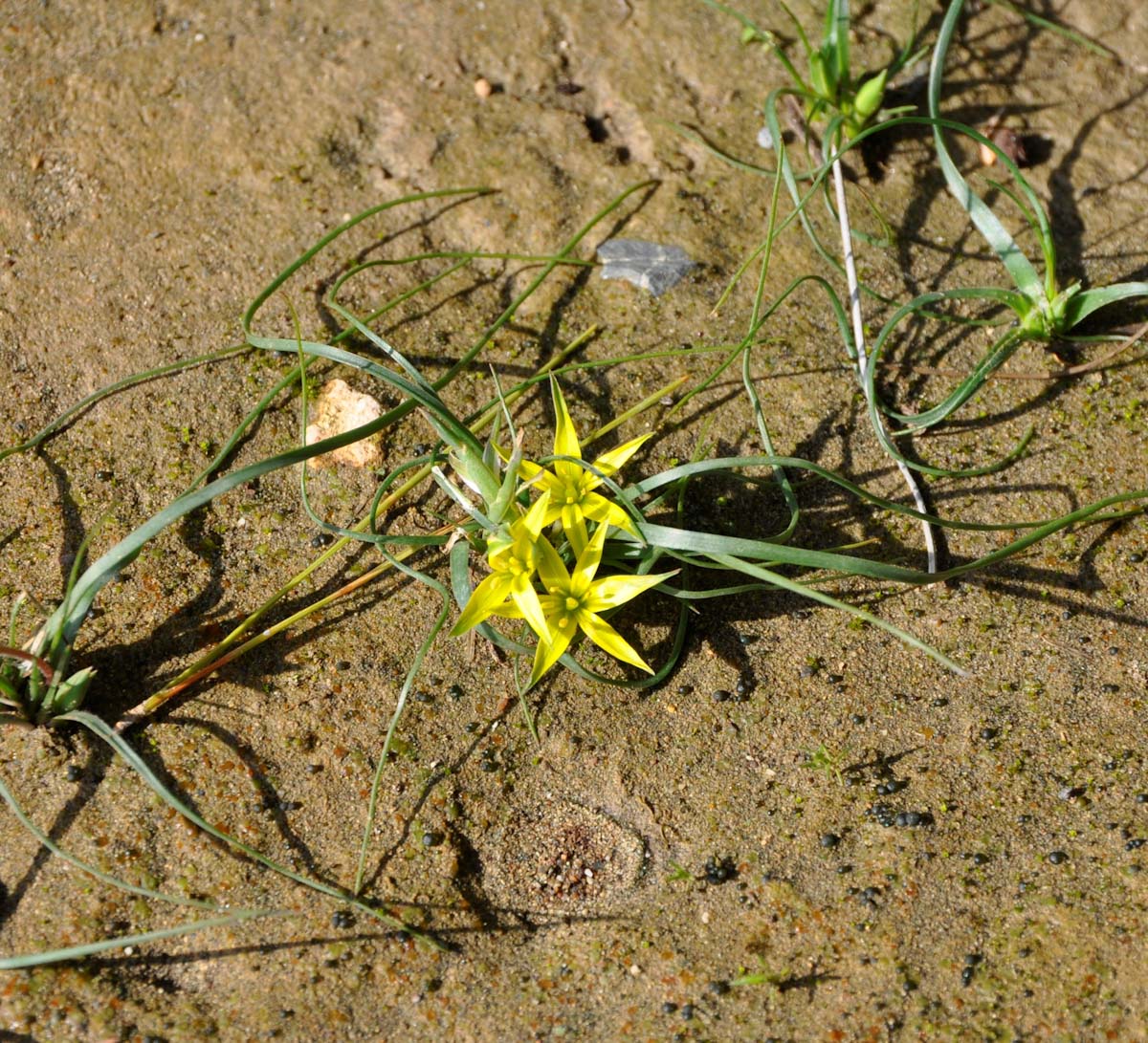 Image of genus Gagea specimen.