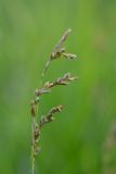 Carex digitata