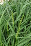 Echinochloa crus-galli