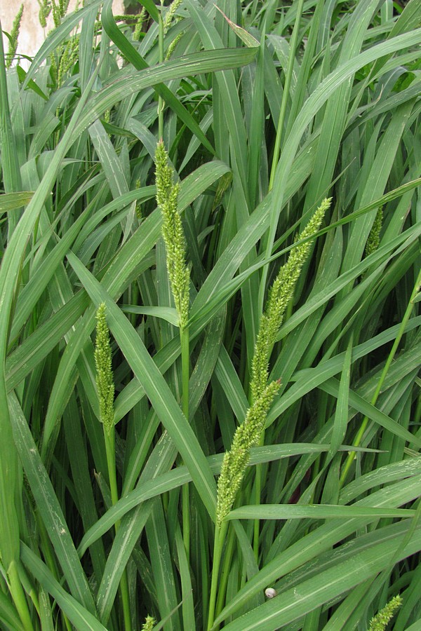 Изображение особи Echinochloa crus-galli.