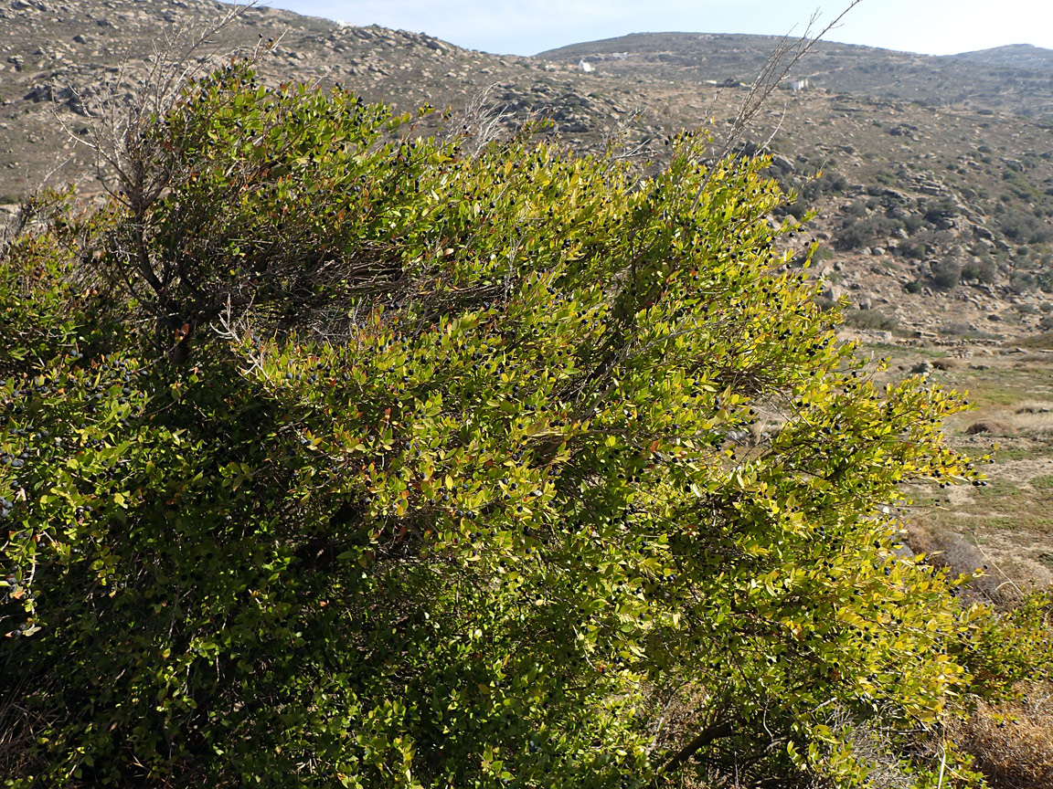 Image of Myrtus communis specimen.