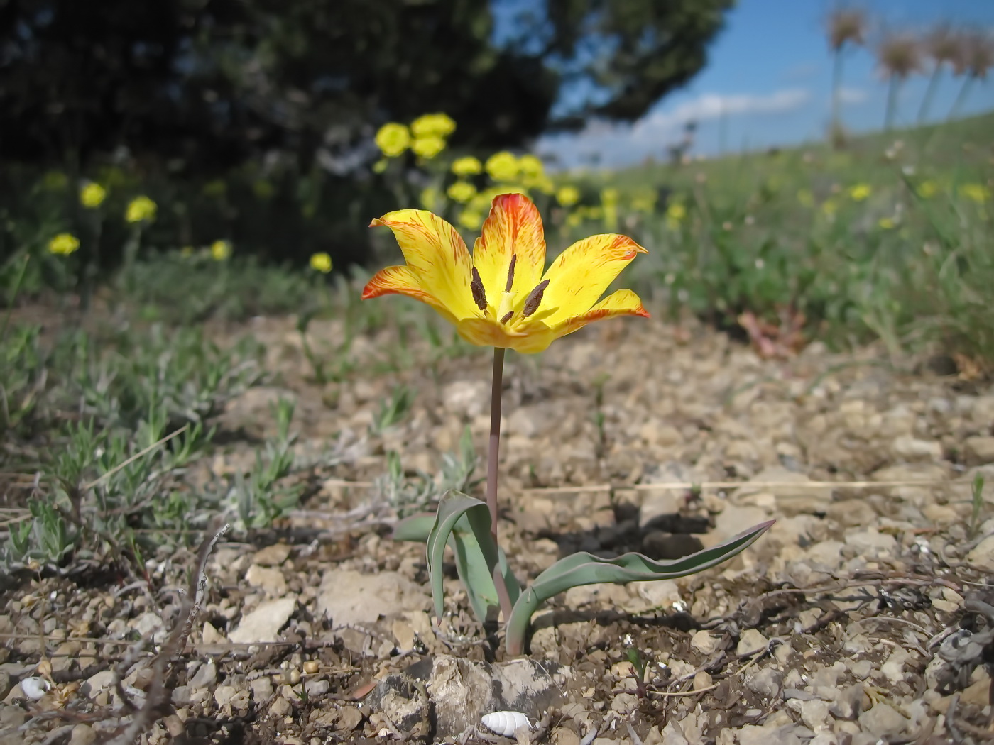 Image of Tulipa suaveolens specimen.