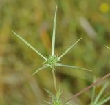 Eryngium creticum