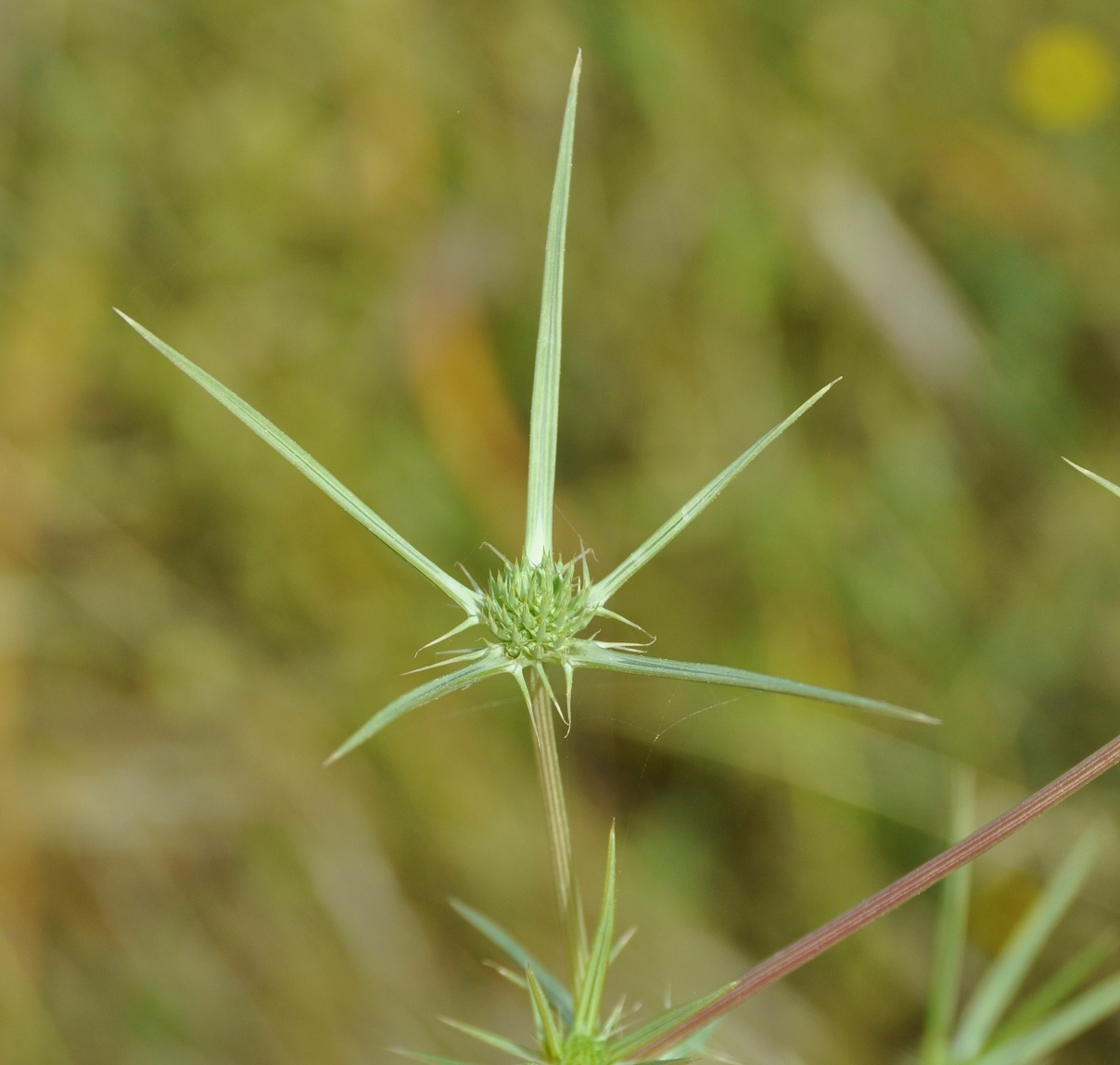 Изображение особи Eryngium creticum.