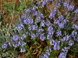 Veronica capsellicarpa. Верхушки побегов с соцветиями. Астраханская обл., Богдинско-Баскунчакский заповедник, гора Большое Богдо, сухая степь. 01.05.2019.