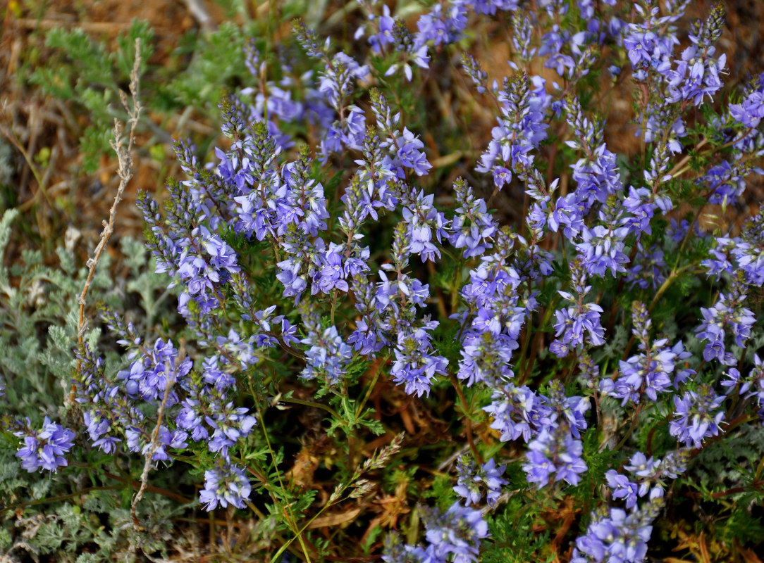 Изображение особи Veronica capsellicarpa.