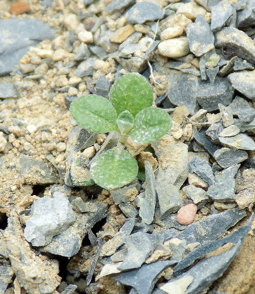 Изображение особи Odontarrhena muralis.