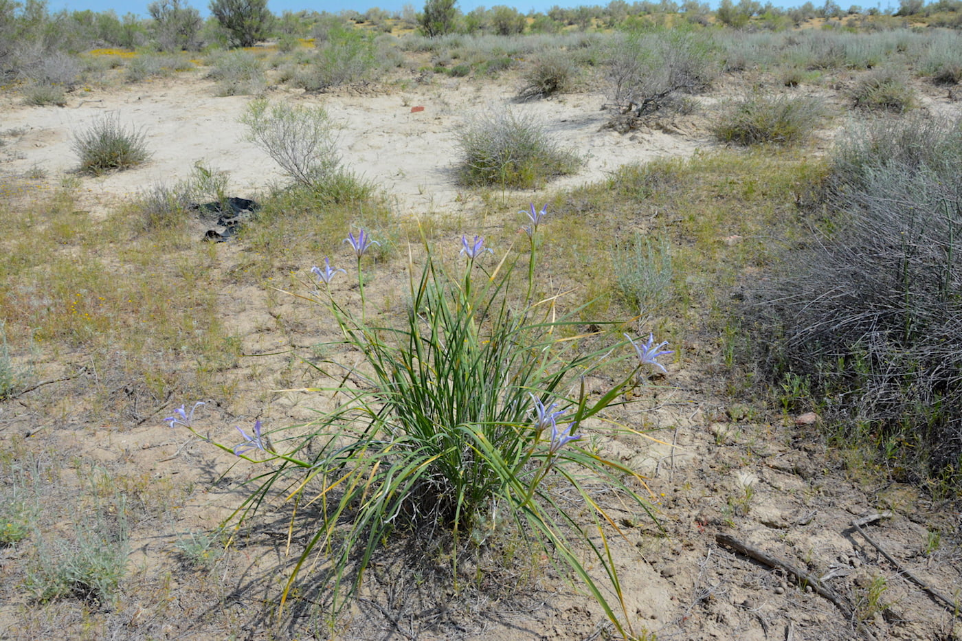 Image of Iris songarica specimen.