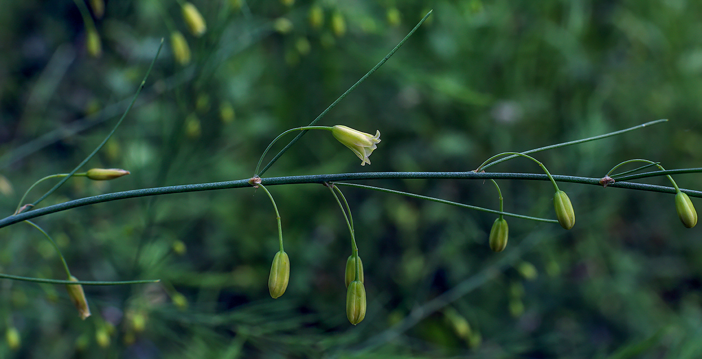 Image of Asparagus officinalis specimen.