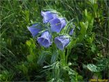 Campanula alpina. Цветущее растение. Украина, Ивано-Франковская обл., Украинские Карпаты, хребет Черногора, восточный склон горы Говерла, 1950 м н.у.м., субальпийский луг. 26.06.2019.