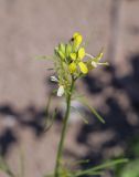 Sisymbrium altissimum