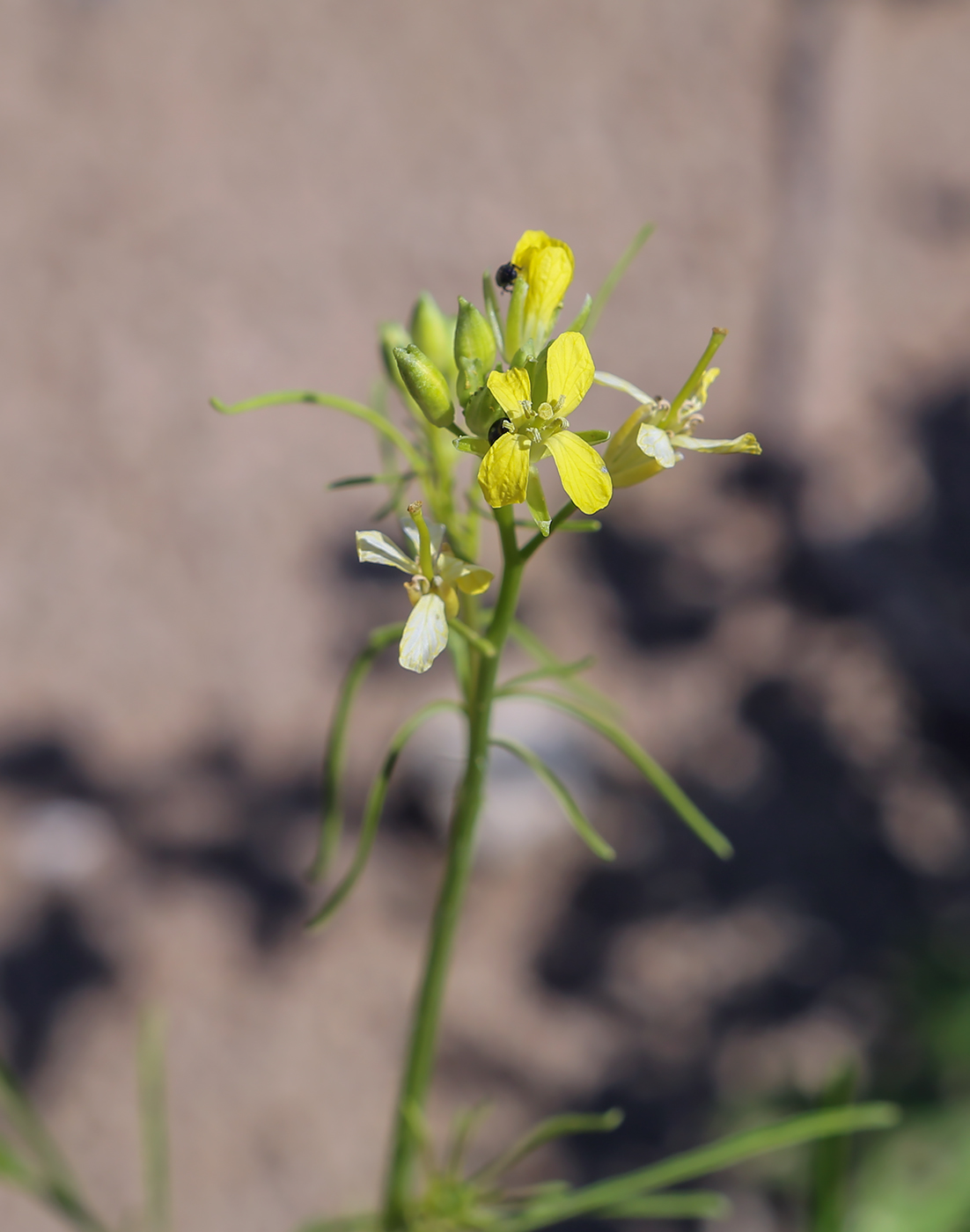 Image of Sisymbrium altissimum specimen.