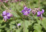 Geranium × cantabrigiense. Соцветие. Санкт-Петербург, Ботанический сад БИН РАН. 05.06.2019.