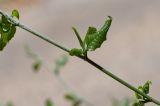 Plumbago zeylanica