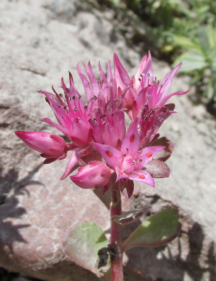 Изображение особи Sedum spurium.