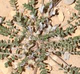 Astragalus tribuloides